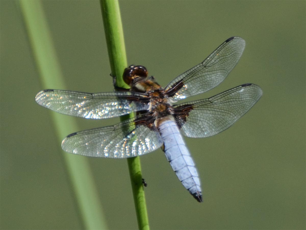 Libellula depressa